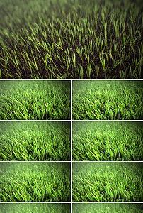 植物影院免费下载安装,免费下载安装,畅享绿色视觉盛宴